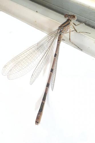 Enallagma cyathigerum